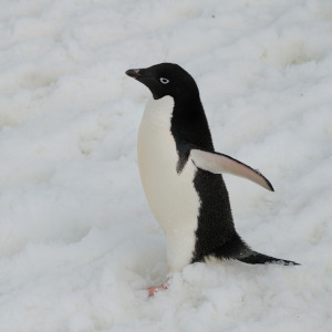 Adelie Penguin in Snow
