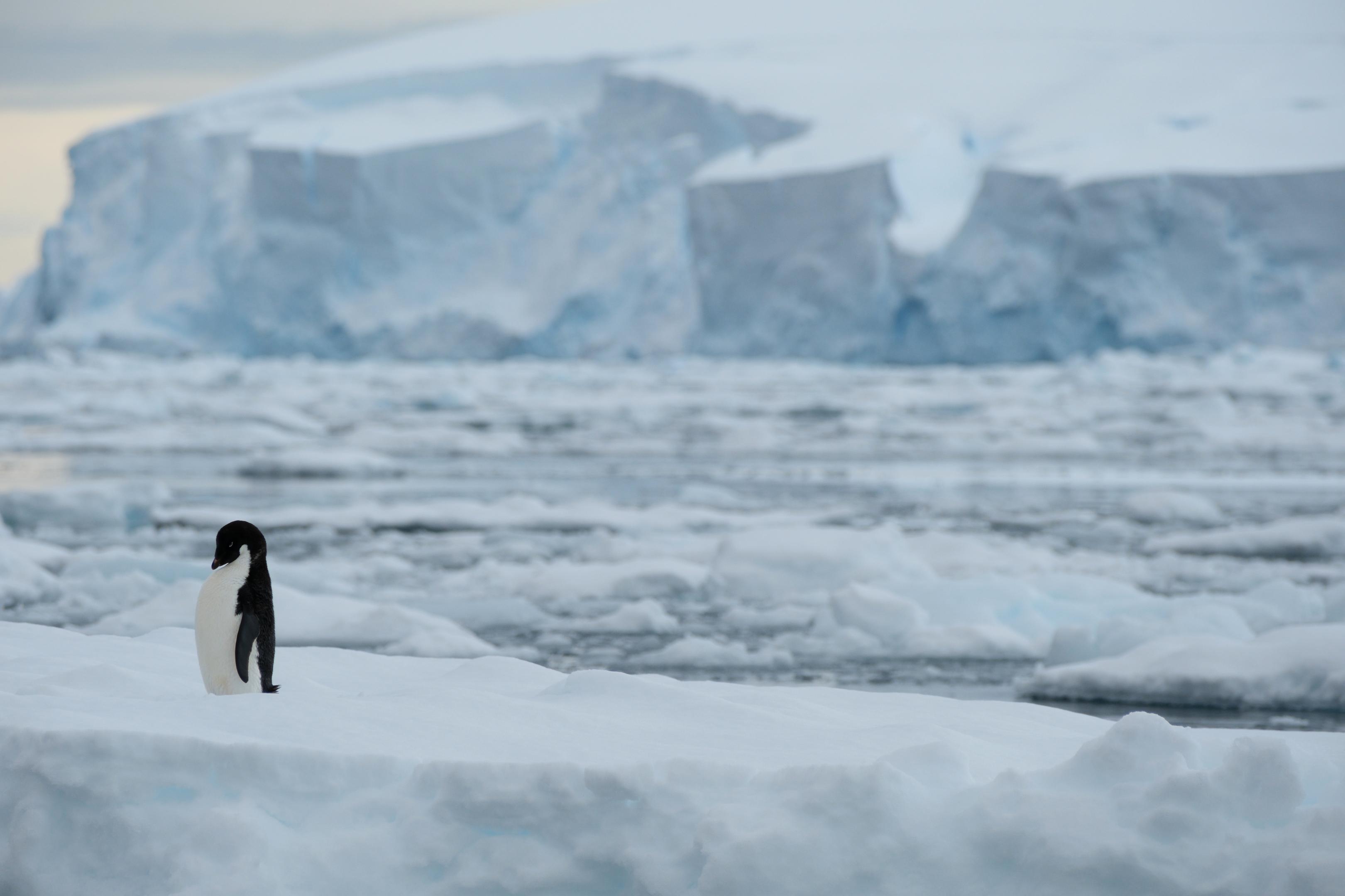 Adelie Penguin on Iceberg