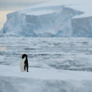 Adelie Penguin on Iceberg