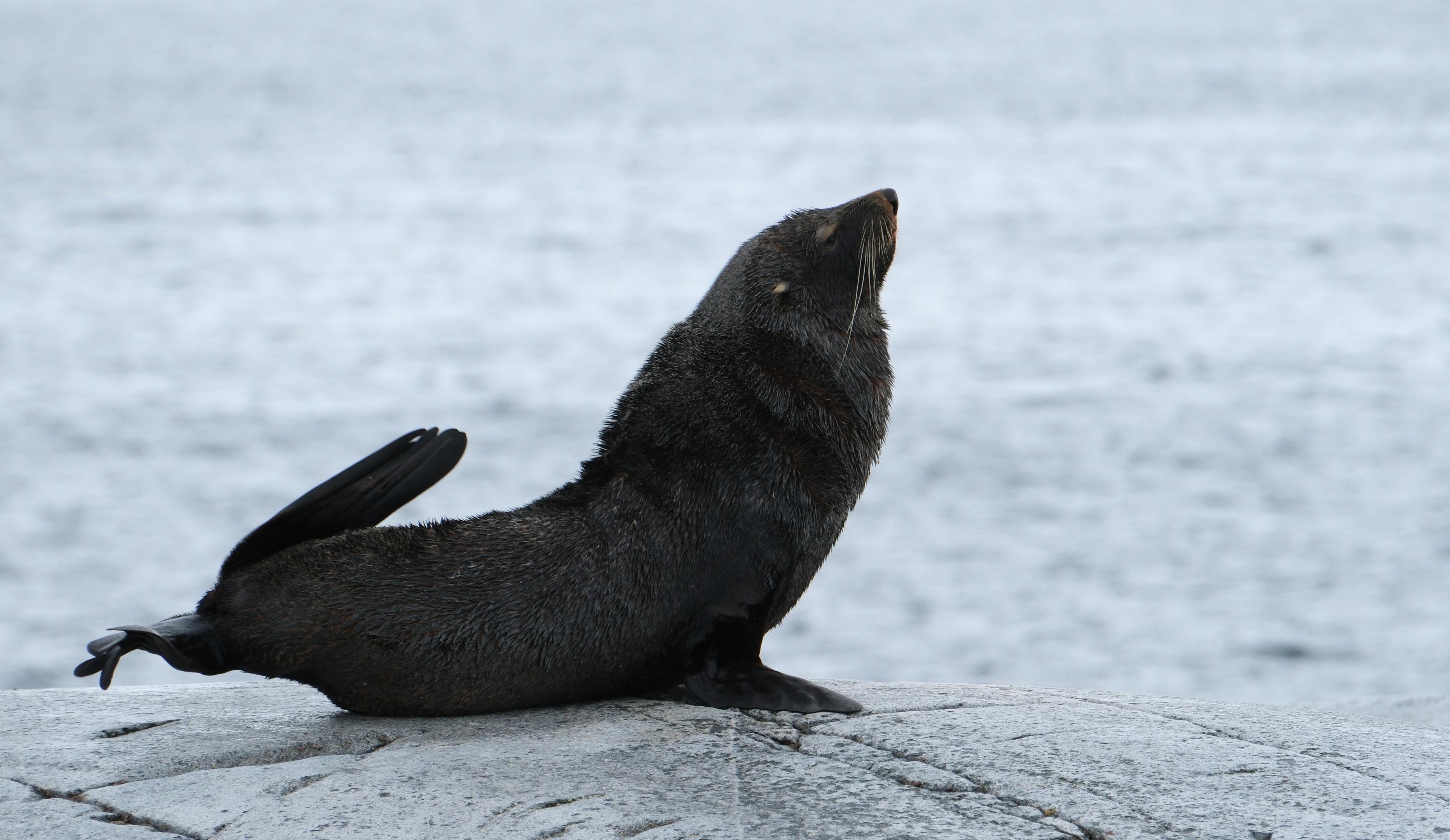 Antarctic Fur Seal