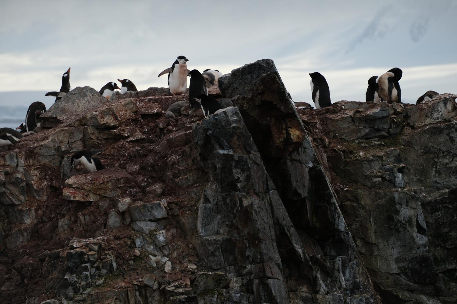 Chinstrap and Gentoo Penguins