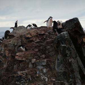 Chinstrap and Gentoo Penguins