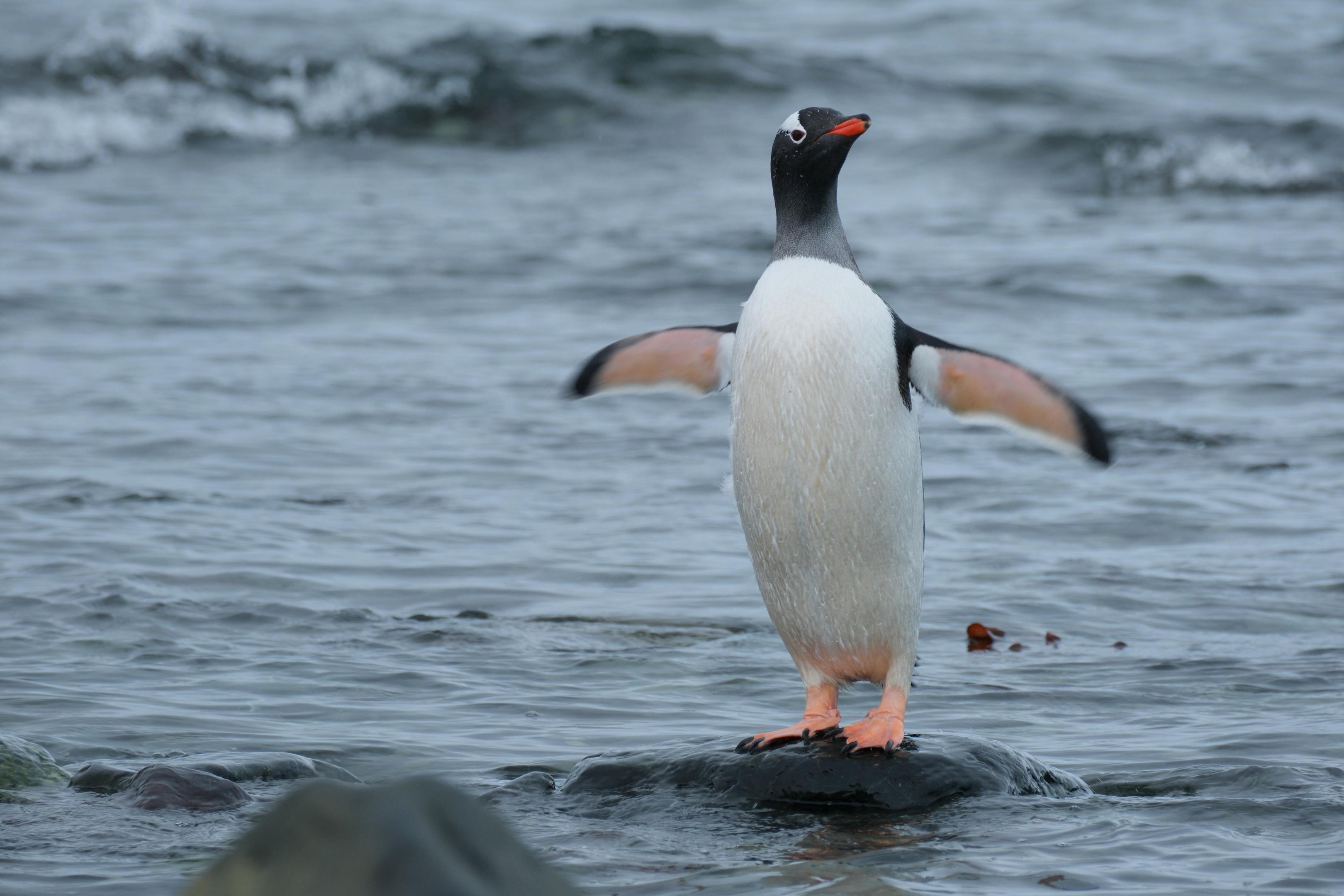 Gentoo Flapping