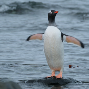 Gentoo Flapping