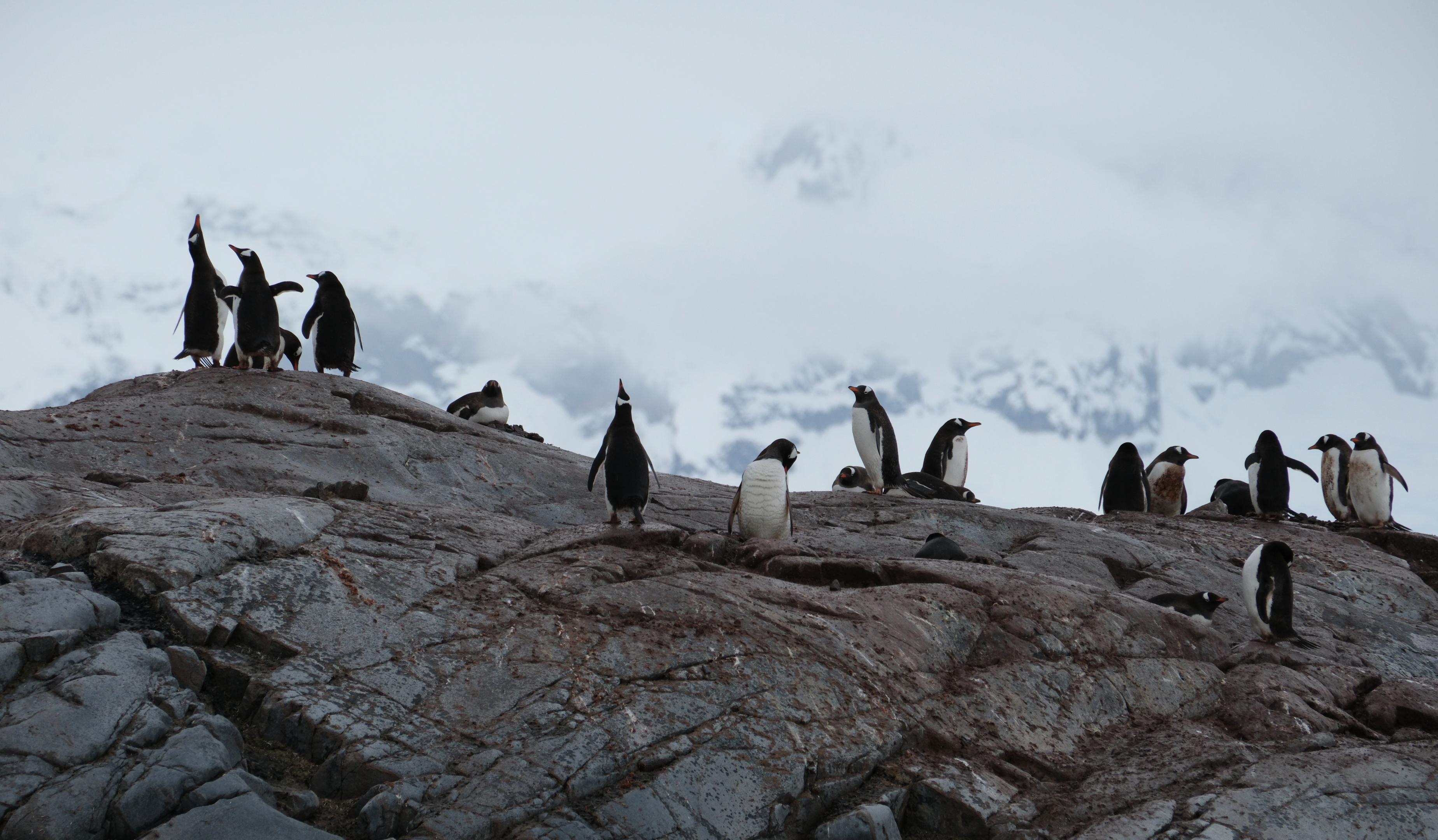 Gentoo Nests