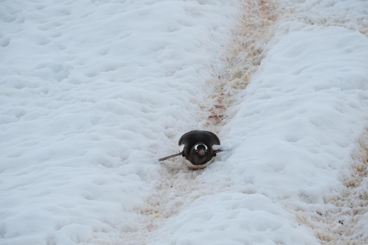Gentoo Sliding Down Penguin Trail