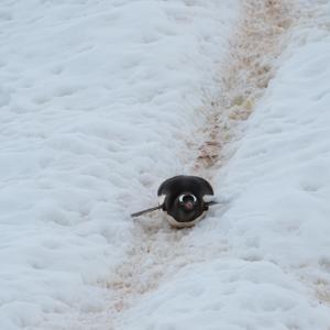 Gentoo Sliding Down Penguin Trail