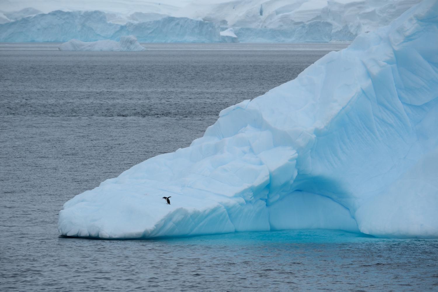 Gentoo Sliding on Iceberg