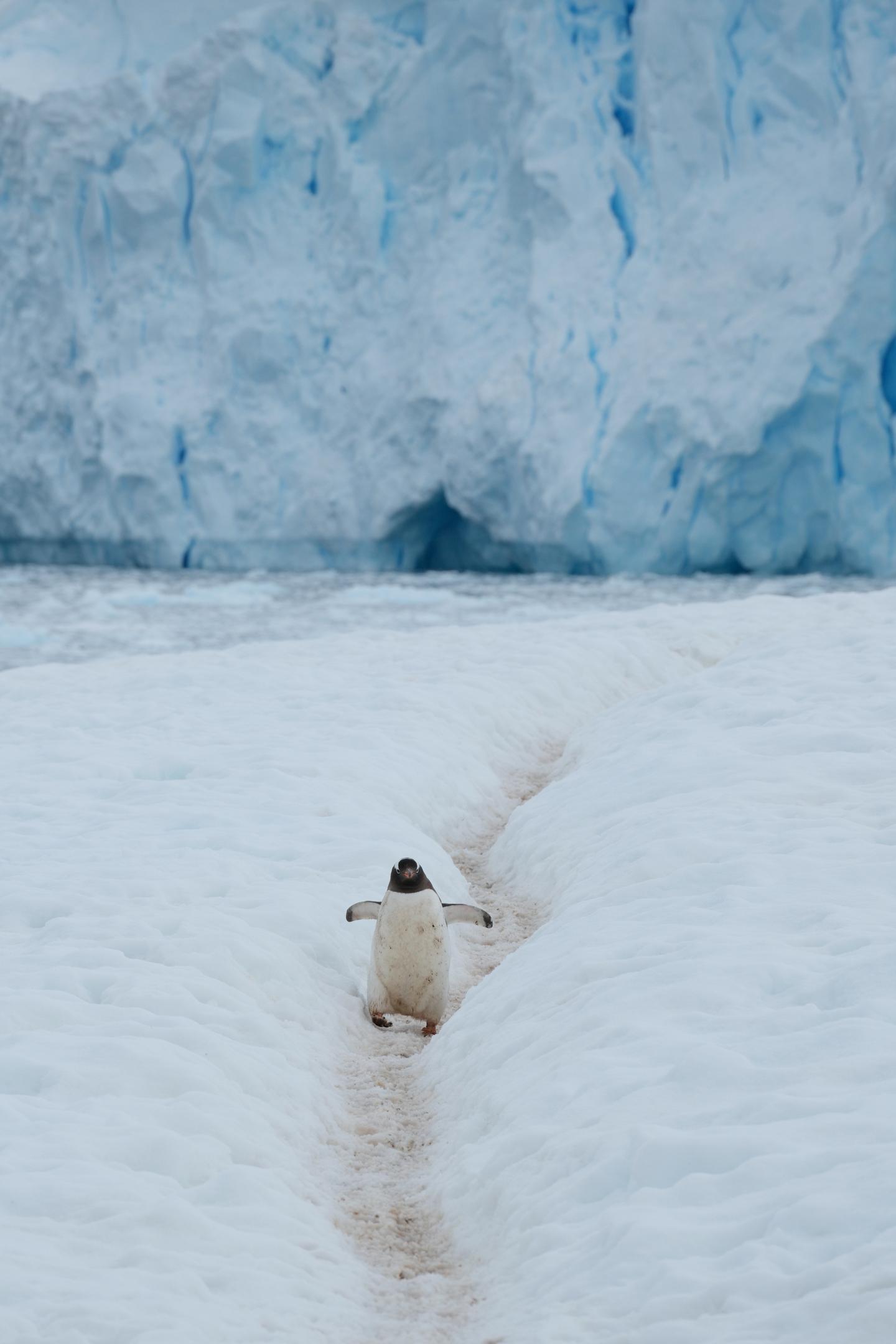 Glacier and Penguin Trail