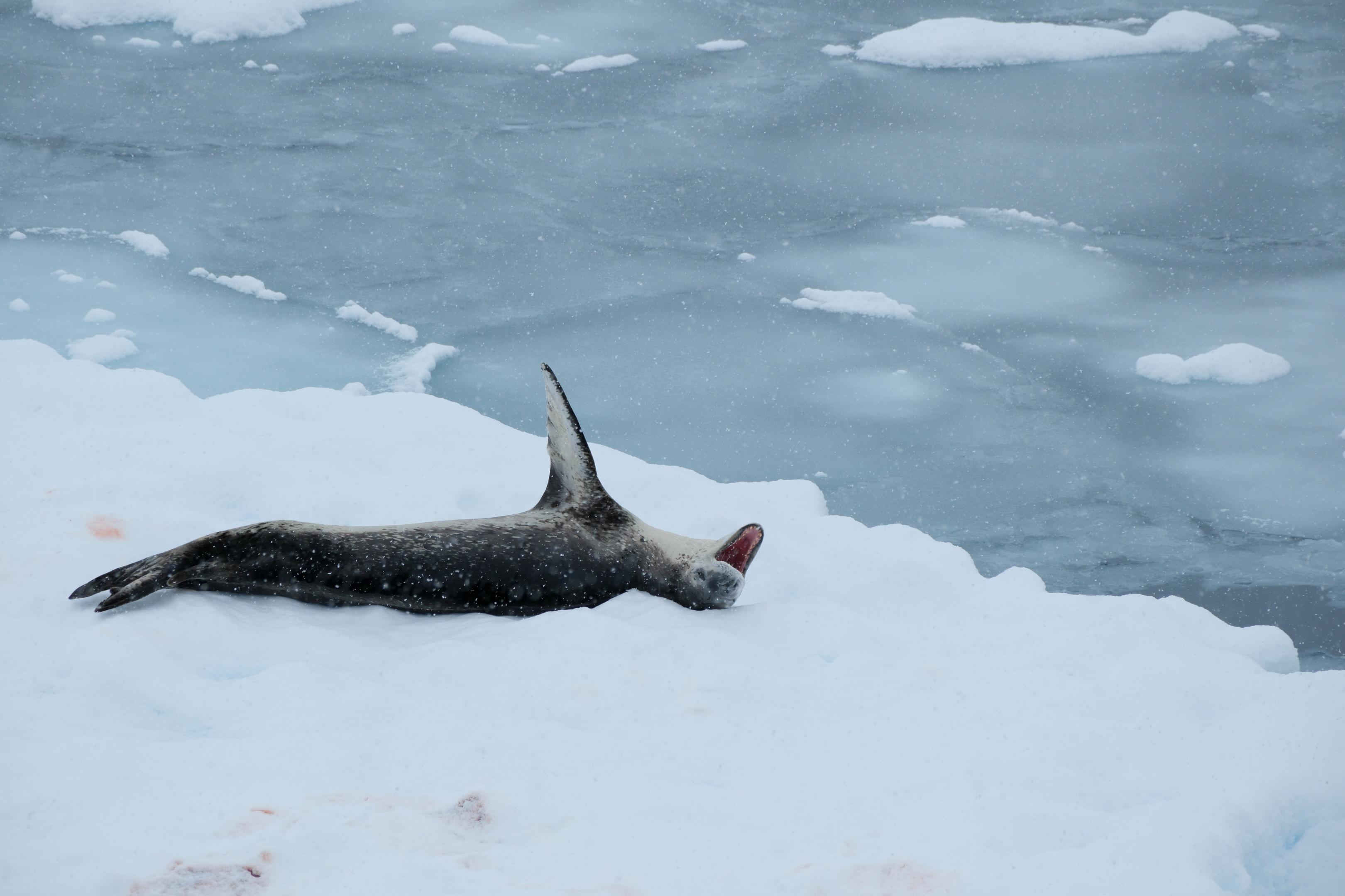 Leopard Seal