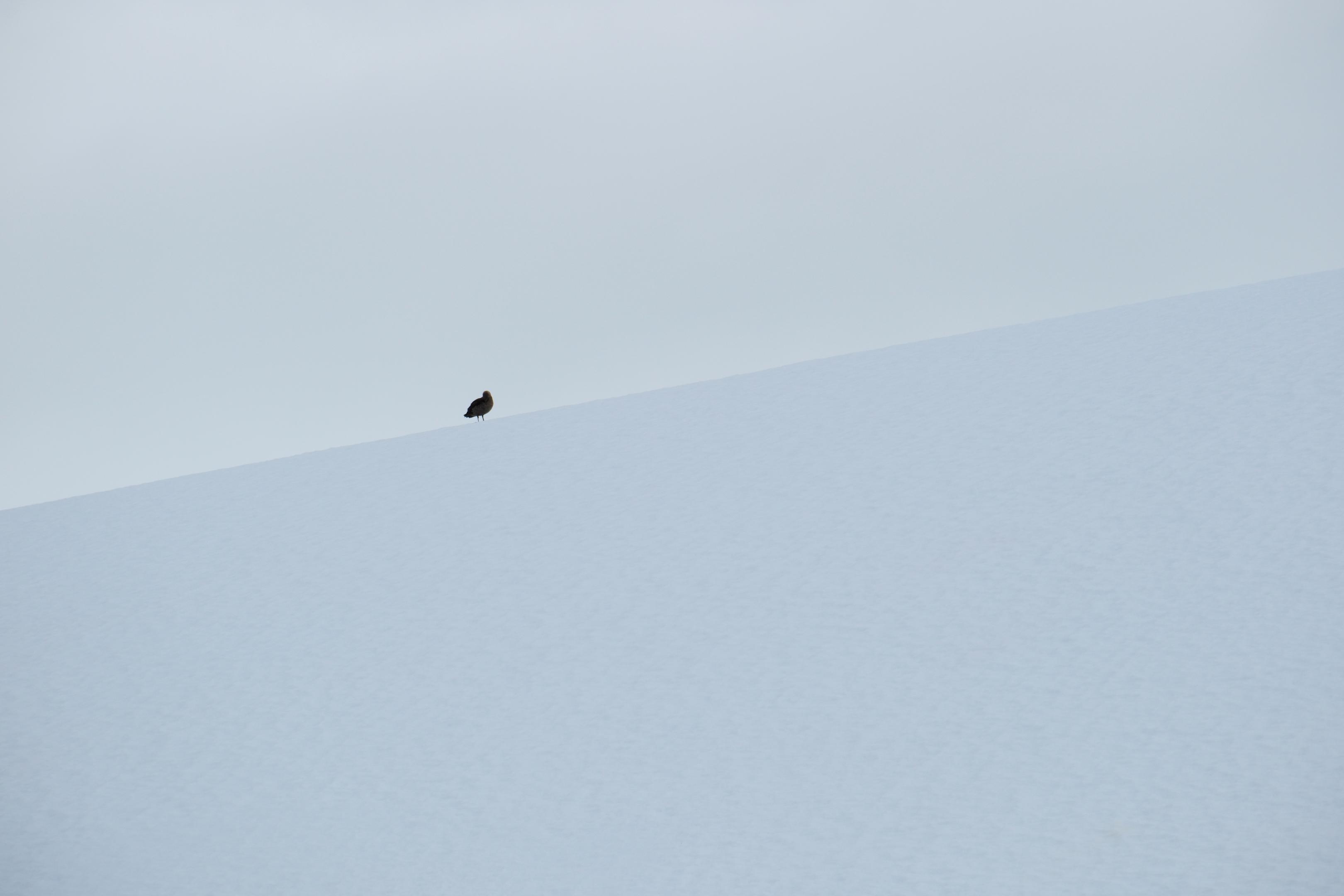 Lone Skua