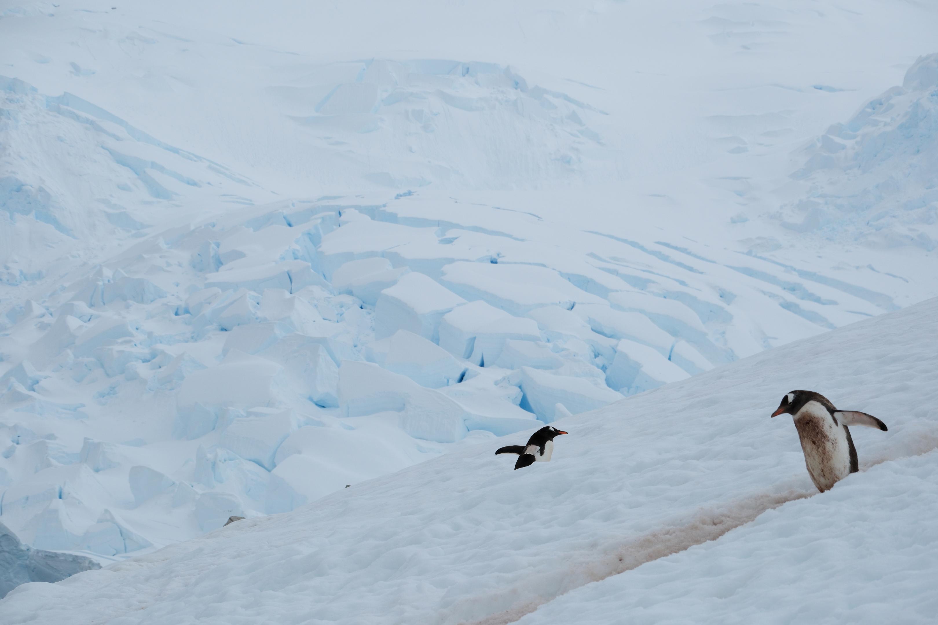 Penguin Trails and Glacier