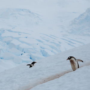Penguin Trails and Glacier
