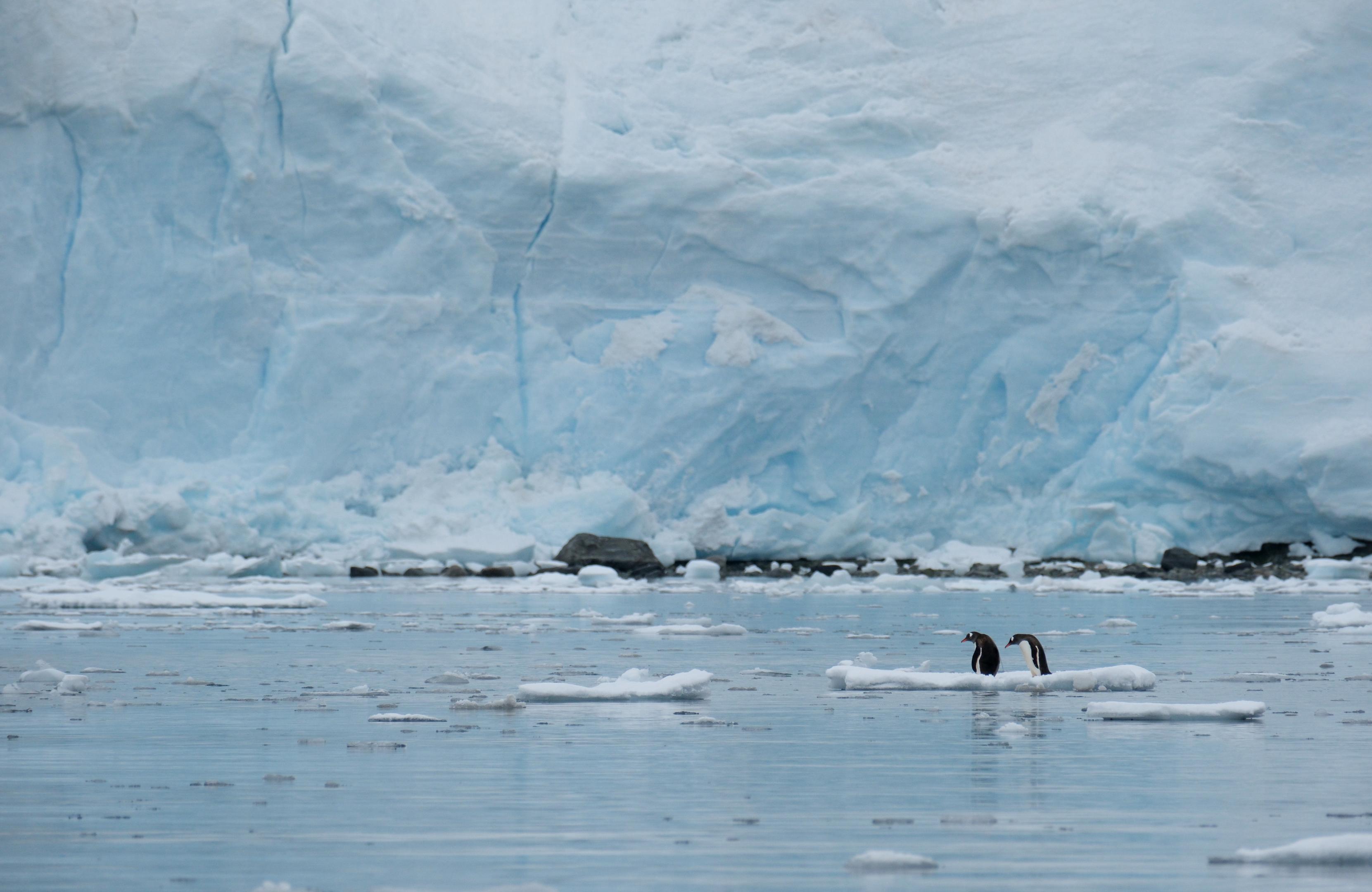 Penguins on Ice