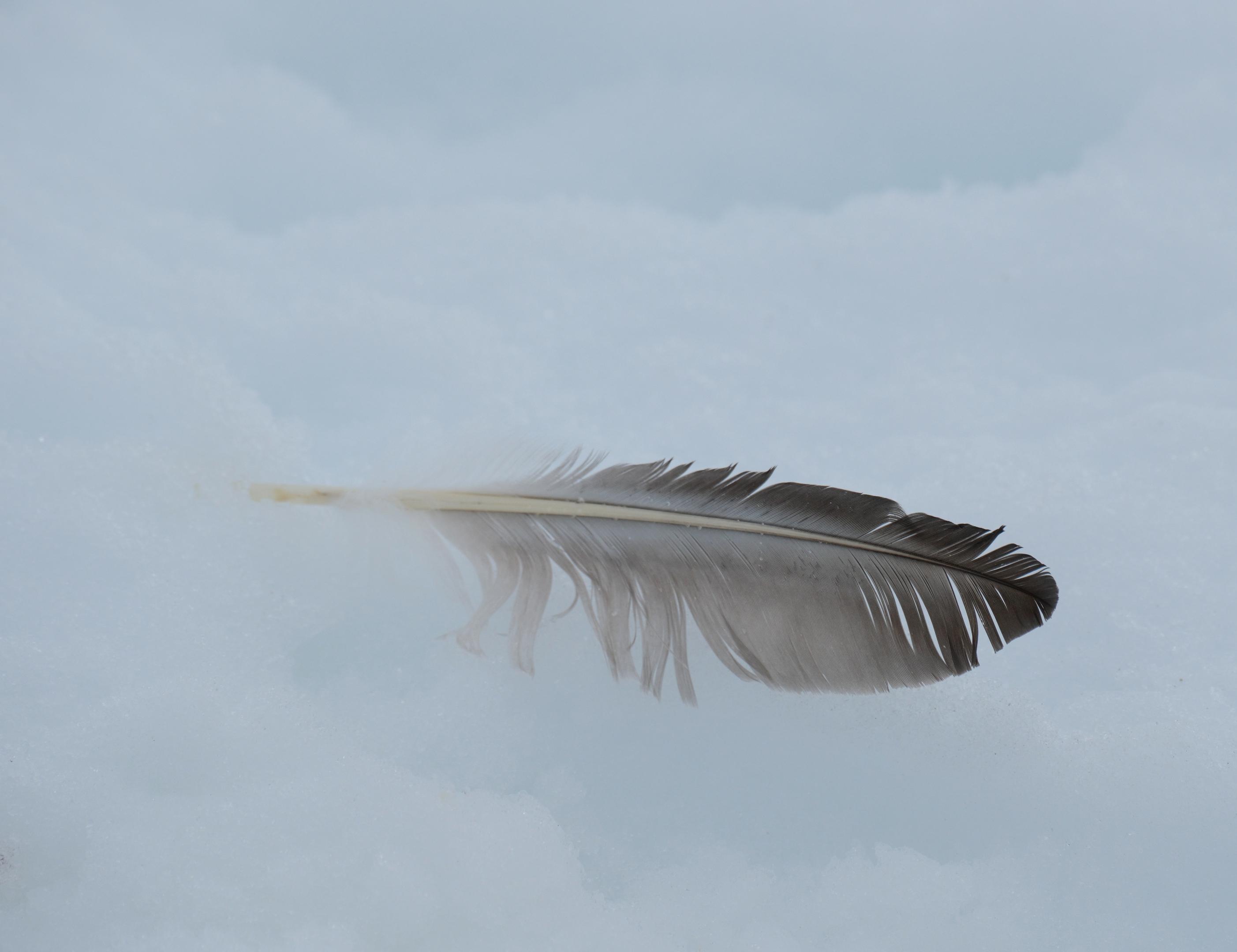 Skua Feather