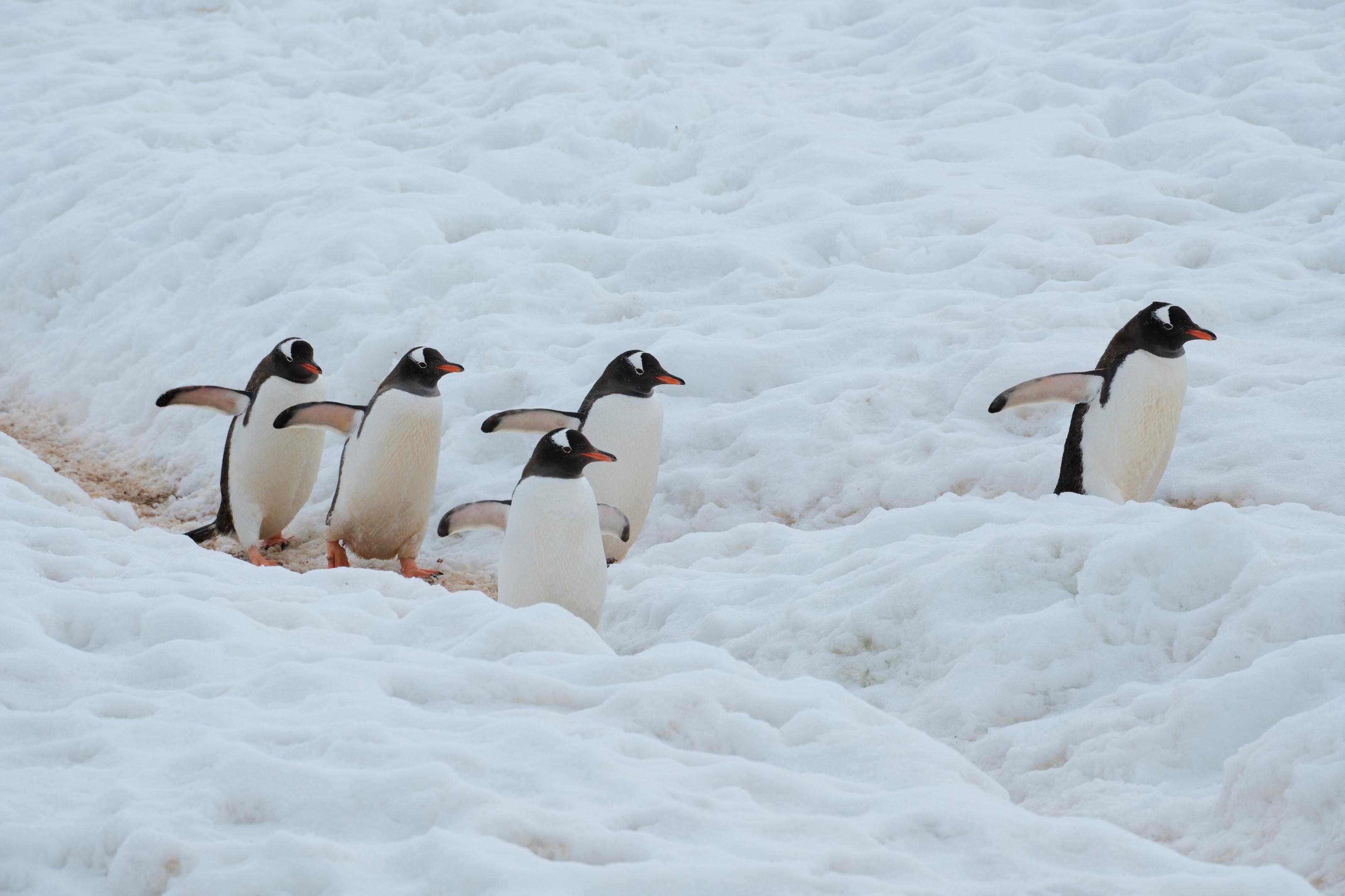 Synchronized Waddling