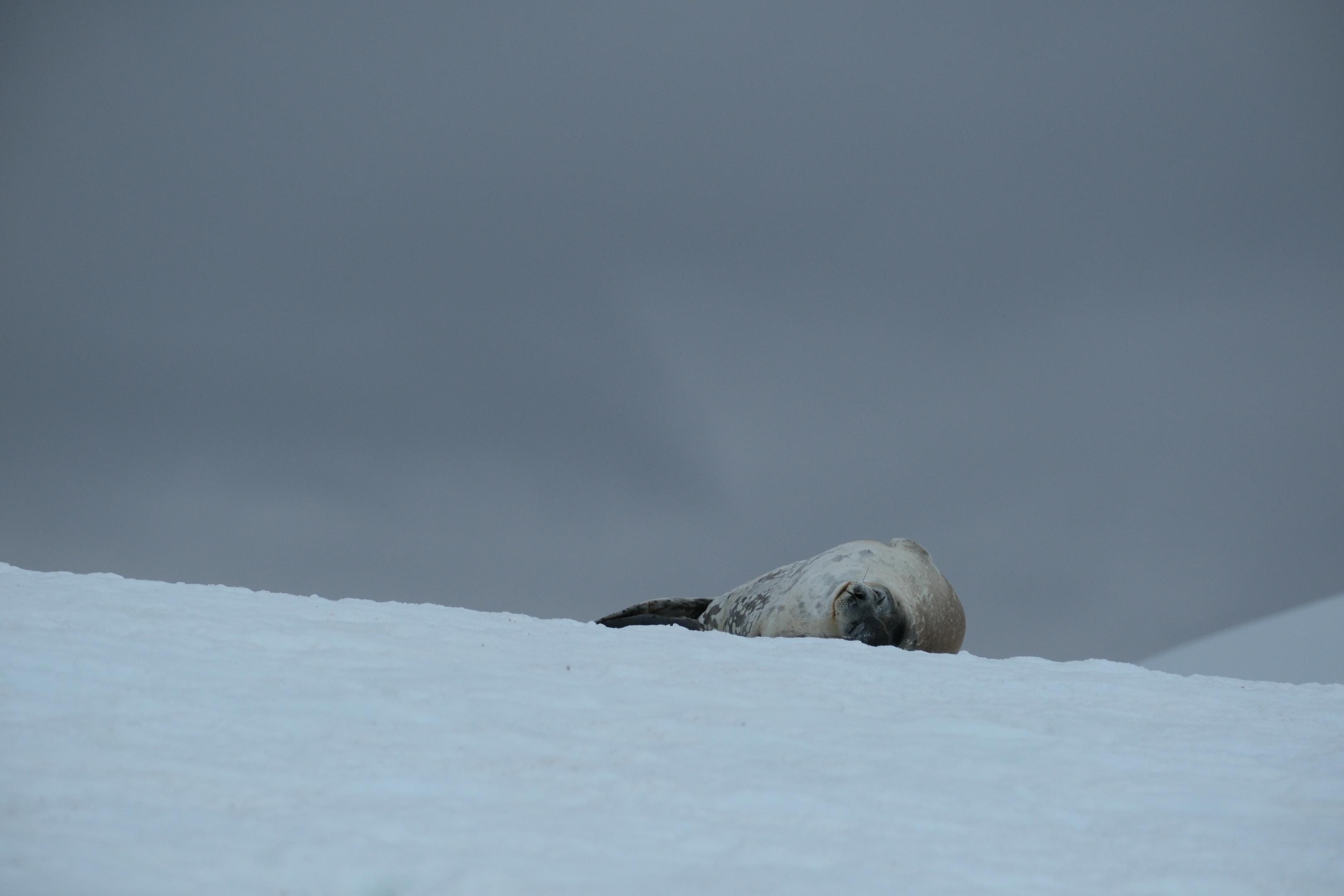 Weddell Seal I