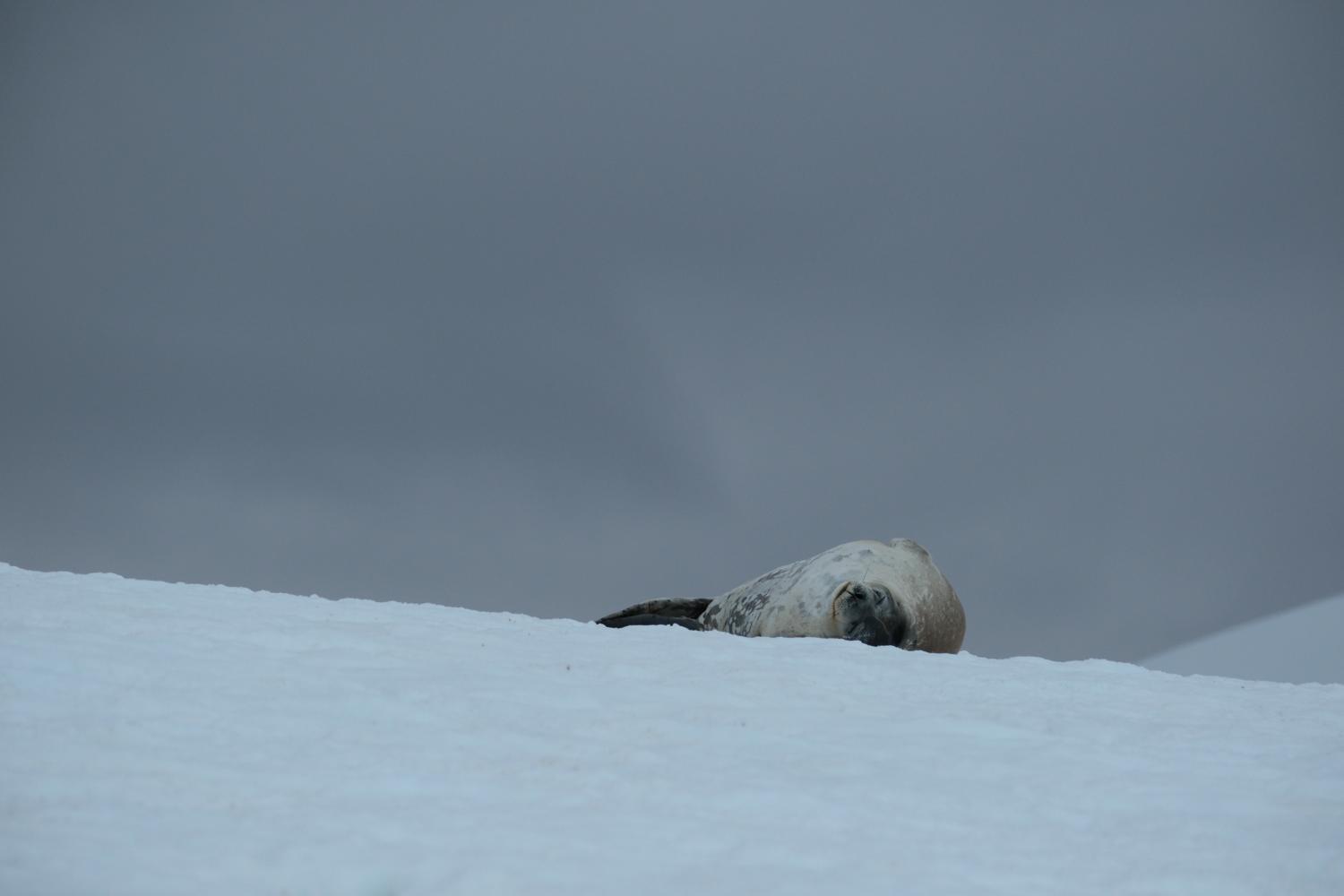 Weddell Seal I