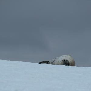 Weddell Seal I
