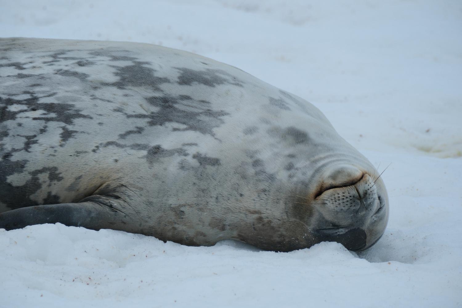 Weddell Seal II