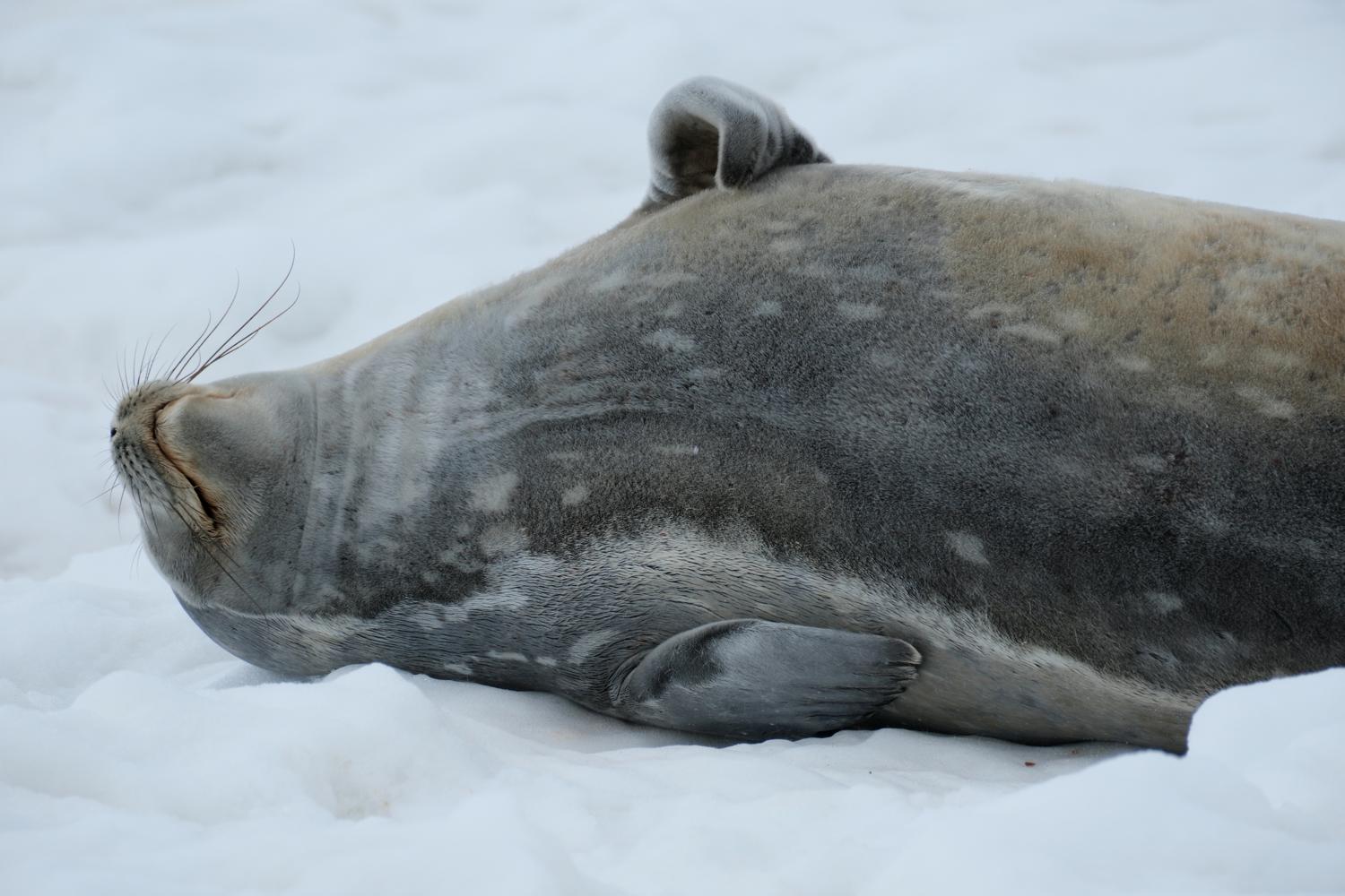 Weddell Seal III