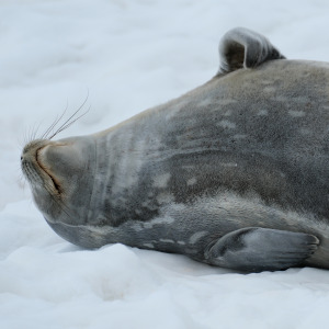 Weddell Seal III