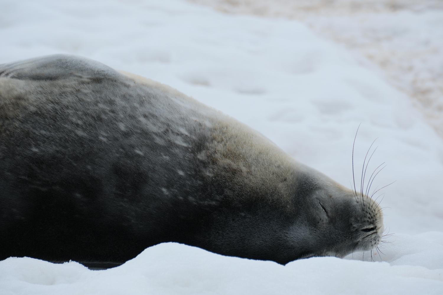 Weddell Seal IV