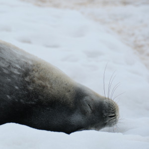 Weddell Seal IV