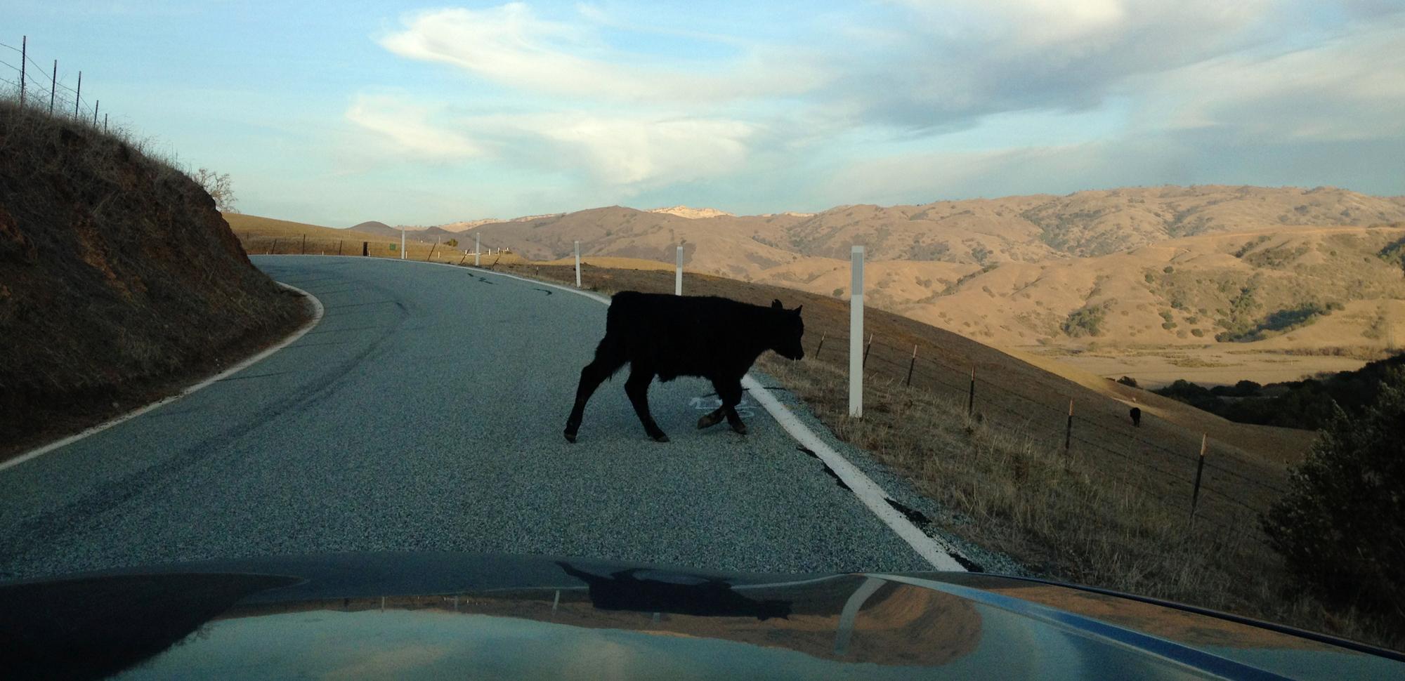 Altamont Cow Crossing