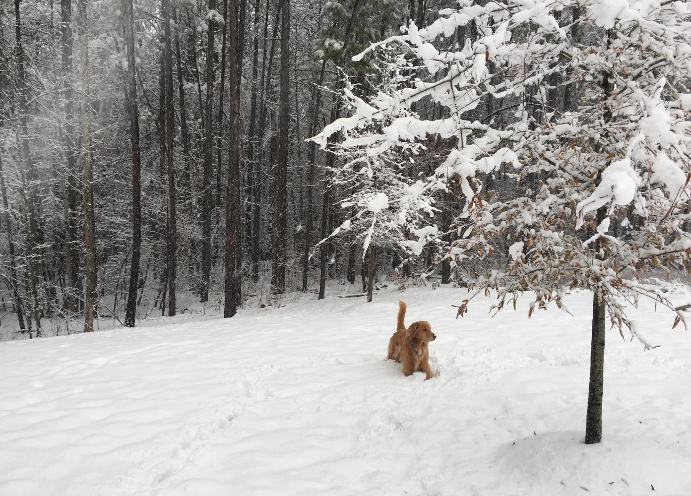 Maple Snow Dog