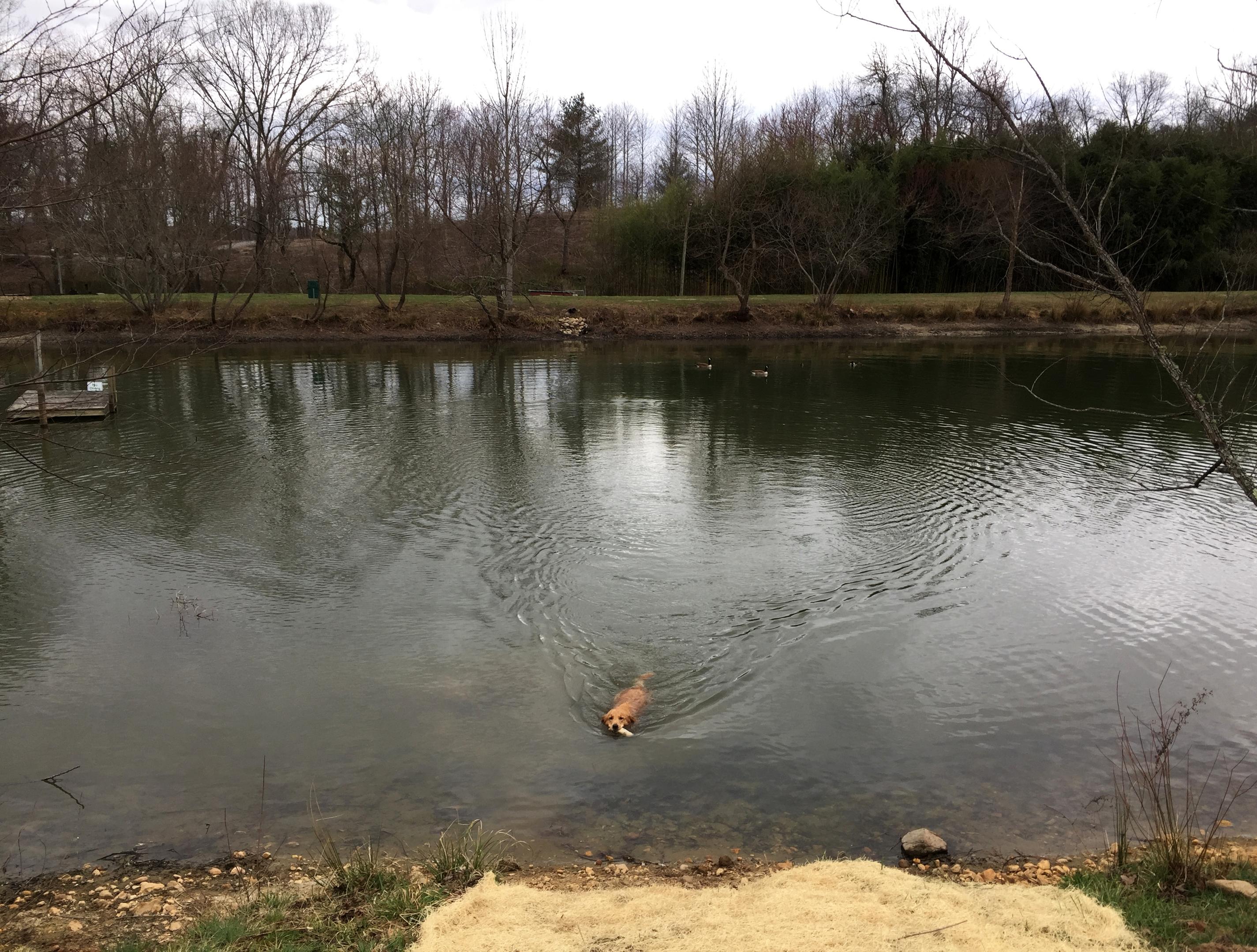 Maple Swim And Fetch