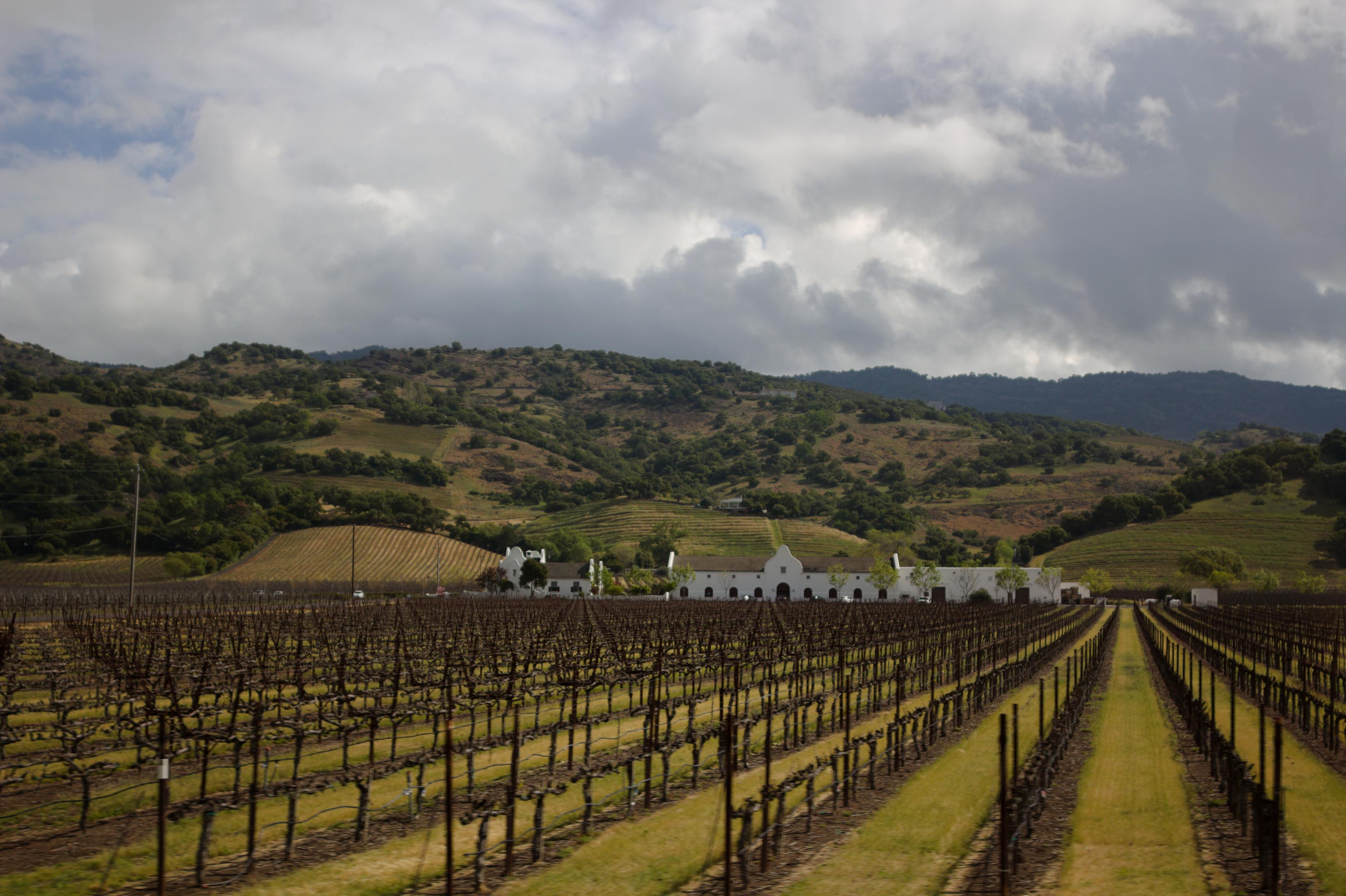 Napa Vineyard