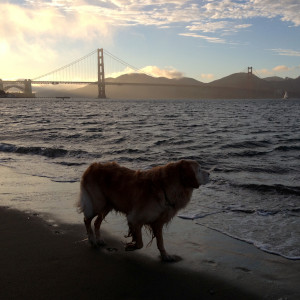 Nutmeg Golden Gate Bridge
