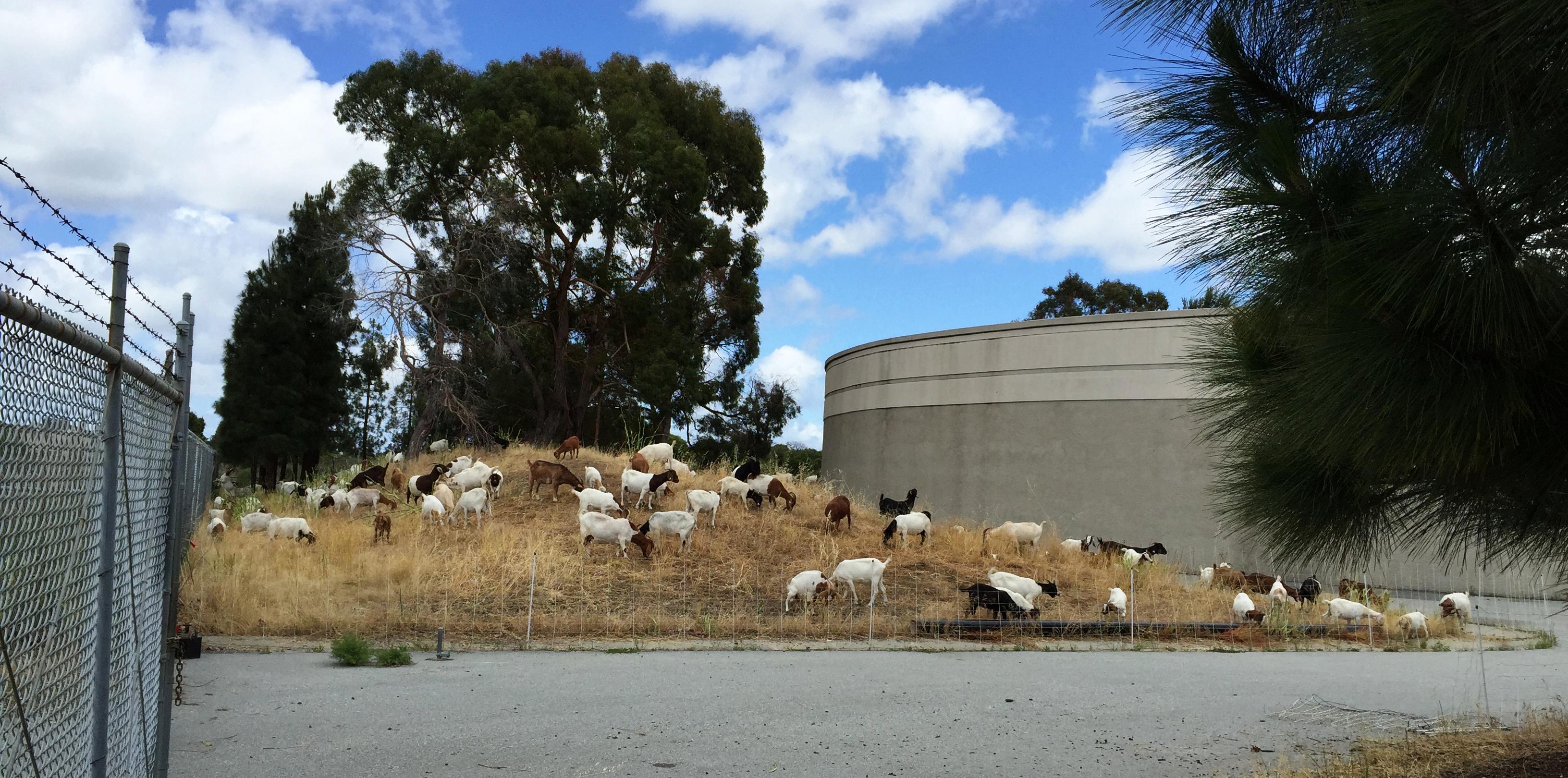 Urban Goats