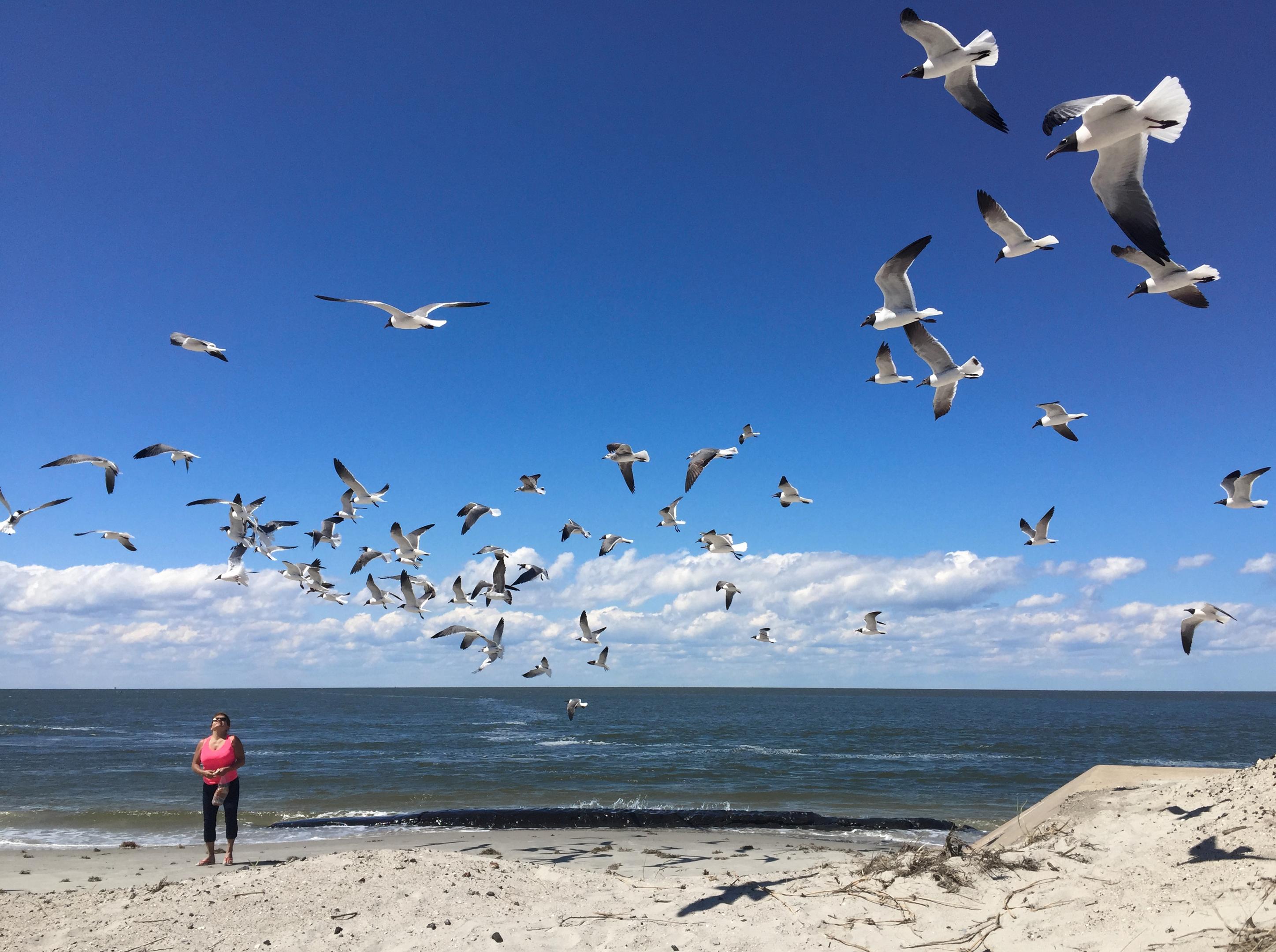 Flock Of Seagulls