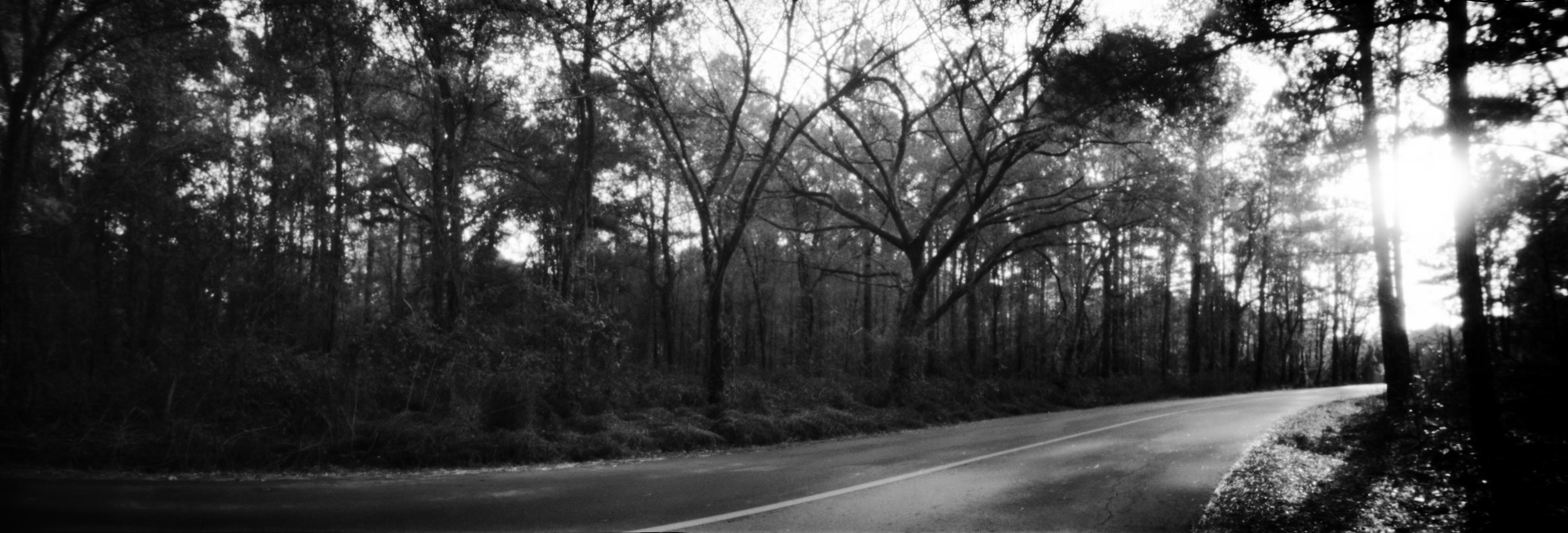 Tree-Lined Street